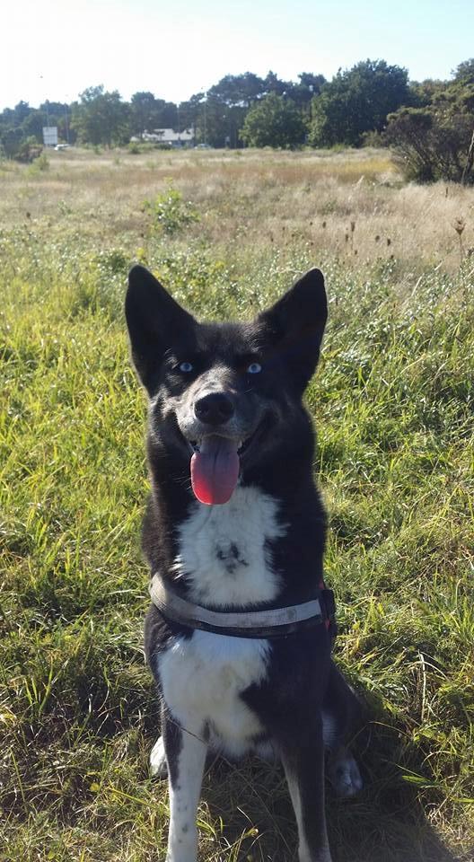 Blanding af racer Nala billede 11