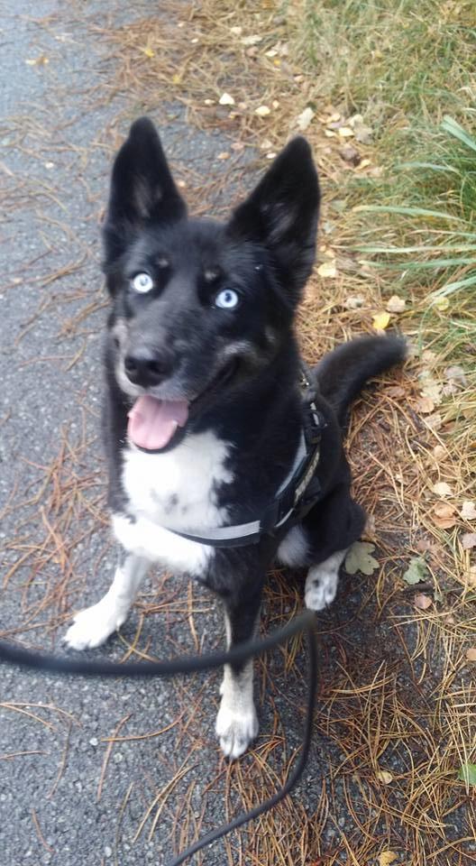 Blanding af racer Nala billede 12