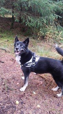 Blanding af racer Nala billede 14