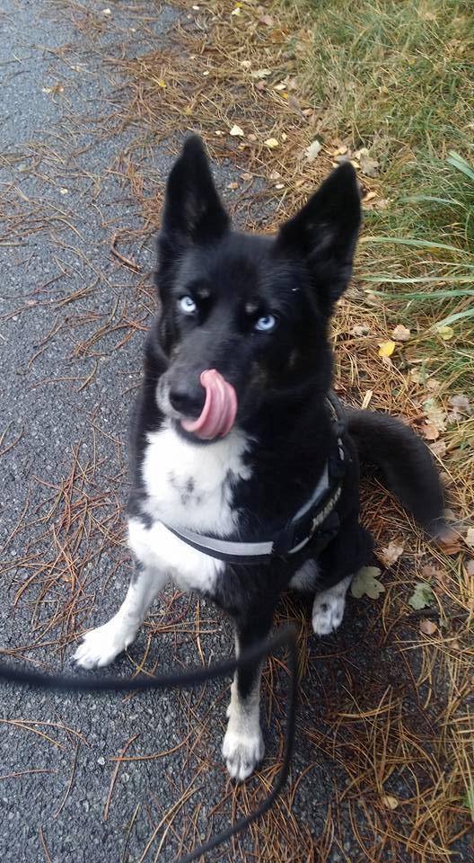 Blanding af racer Nala billede 15