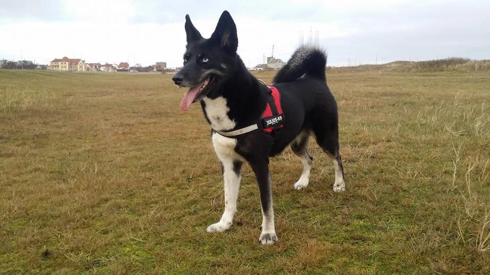 Blanding af racer Nala billede 17