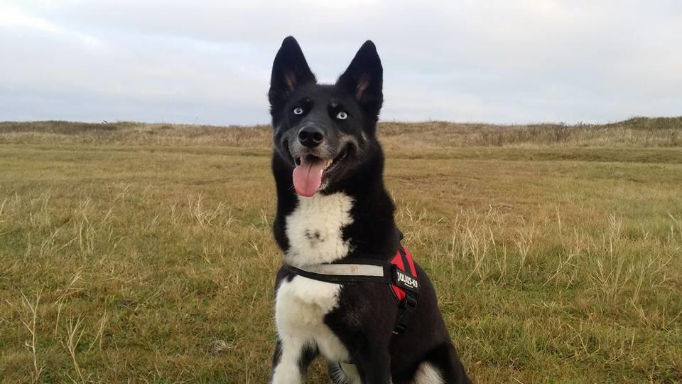 Blanding af racer Nala billede 18