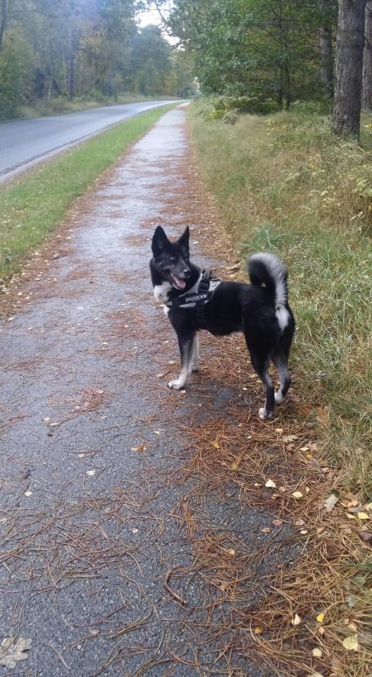 Blanding af racer Nala billede 13