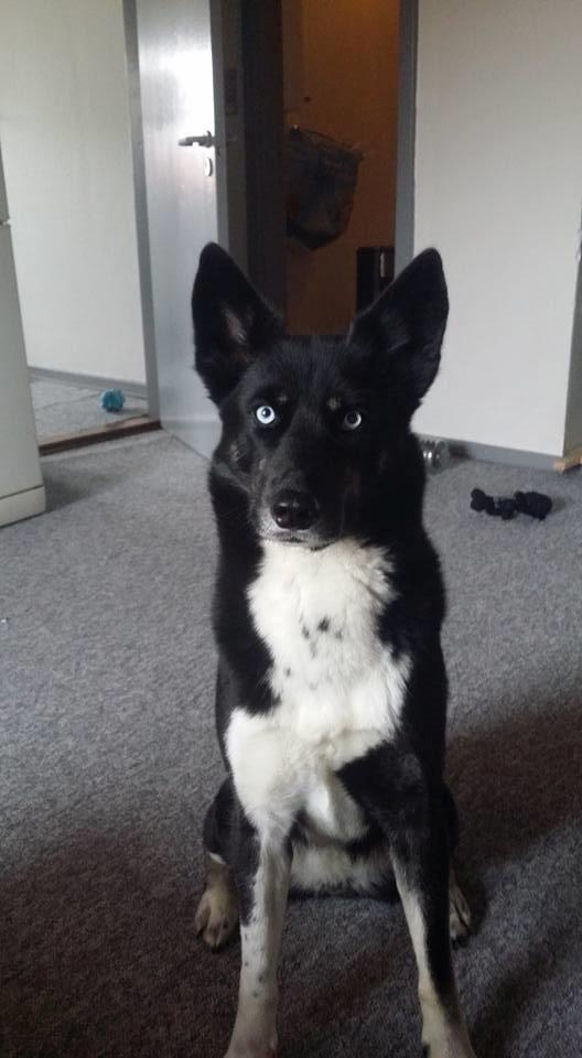 Blanding af racer Nala billede 19