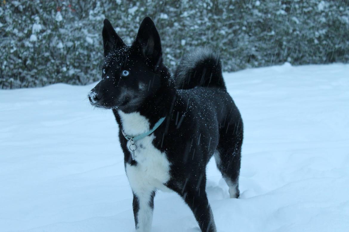 Blanding af racer Nala billede 20