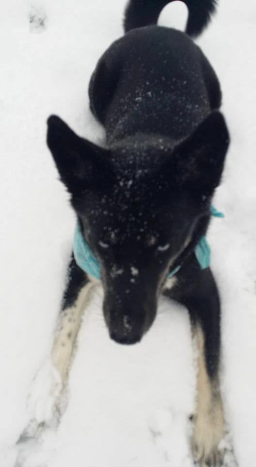 Blanding af racer Nala billede 21