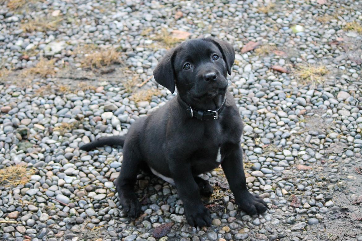 Labrador retriever Kenzo billede 5