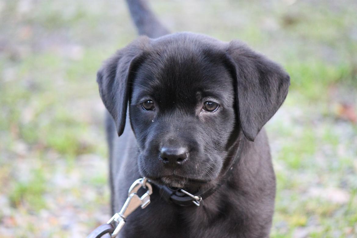 Labrador retriever Kenzo billede 6