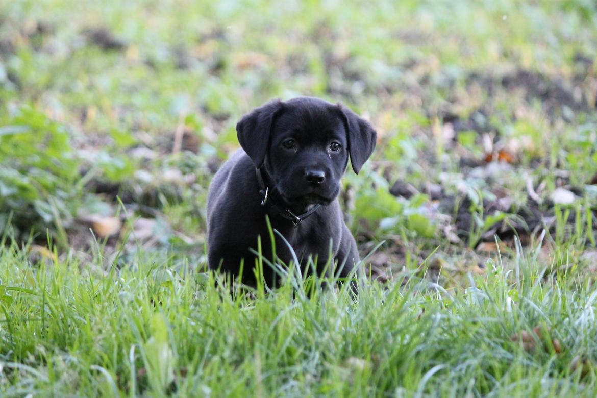Labrador retriever Kenzo billede 8