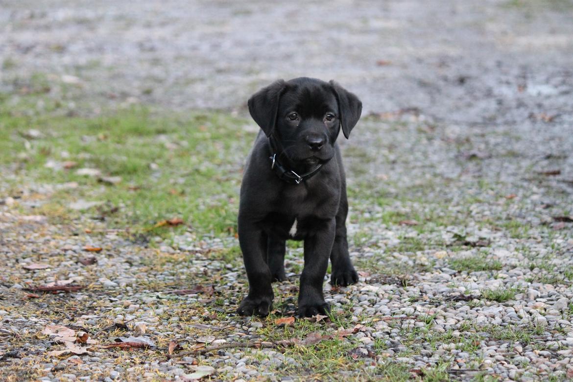 Labrador retriever Kenzo billede 7