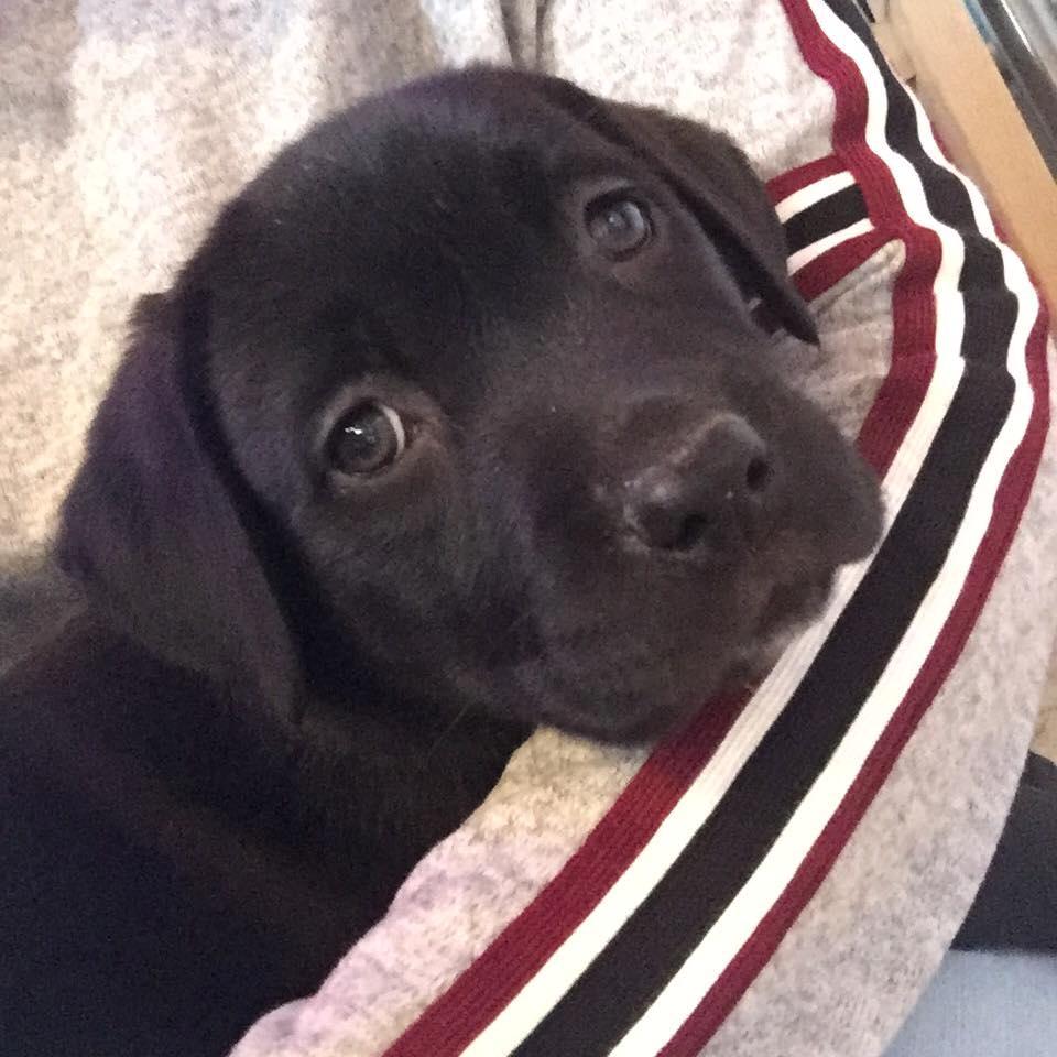 Labrador retriever Kenzo billede 10