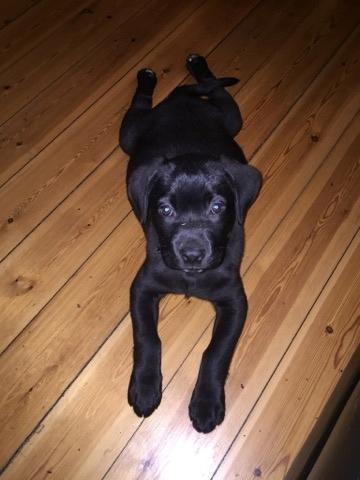 Labrador retriever Kenzo billede 11