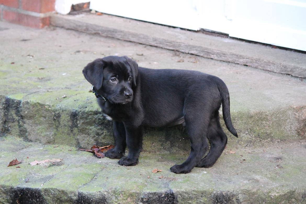 Labrador retriever Kenzo billede 9