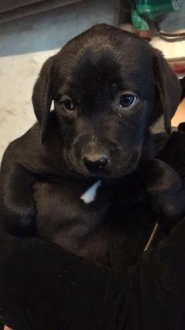 Labrador retriever Kenzo - Første møde med Kenzo.  billede 14