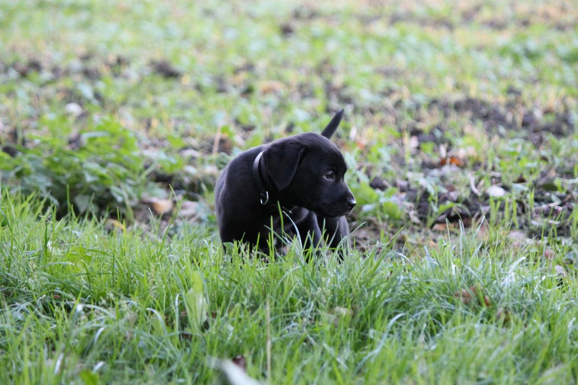 Labrador retriever Kenzo billede 13