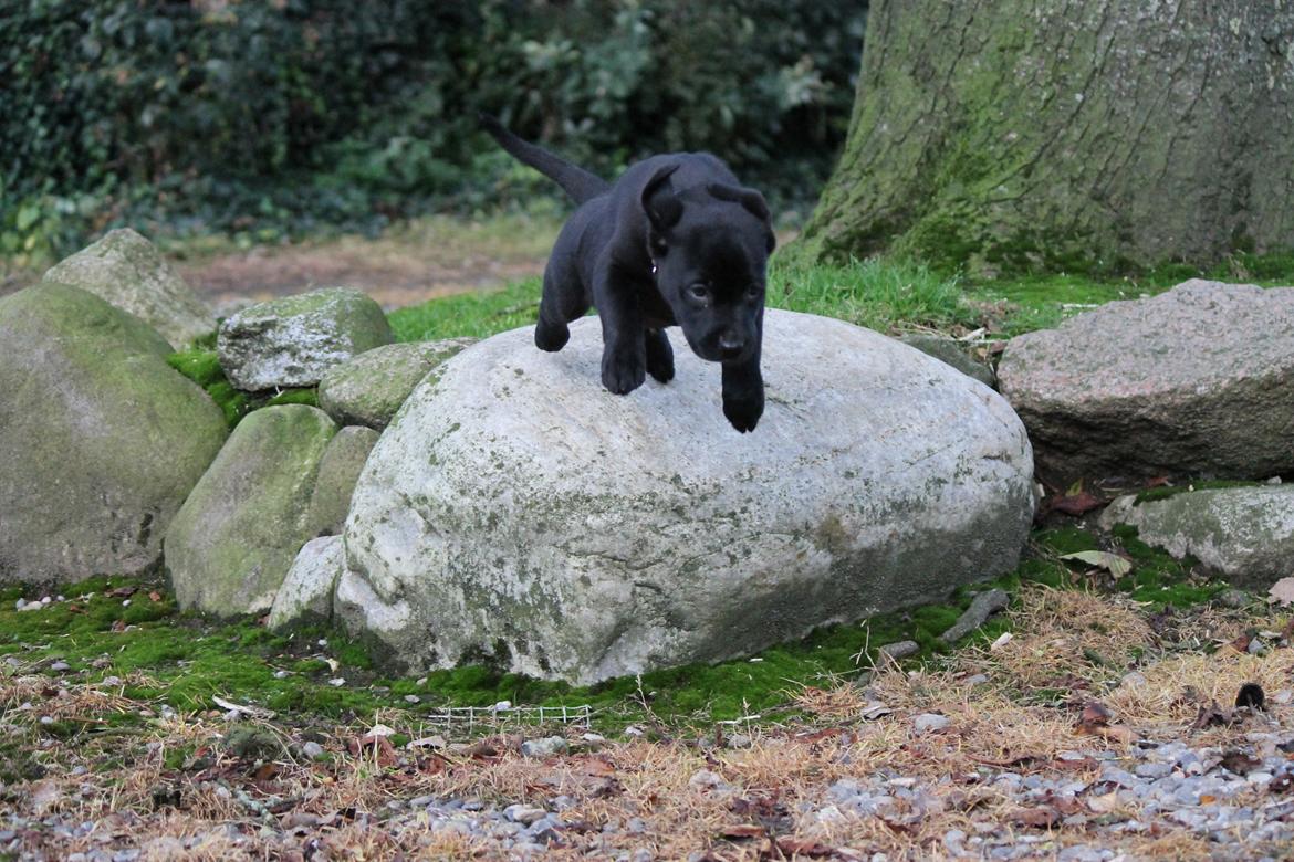 Labrador retriever Kenzo billede 12