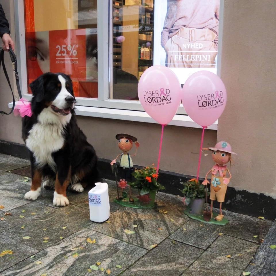 Berner sennenhund Lady Xiera's Teddy Bear (Leopold)  - Polle fik samlet 5-600 kr ind til støtbrysterne <3 billede 14