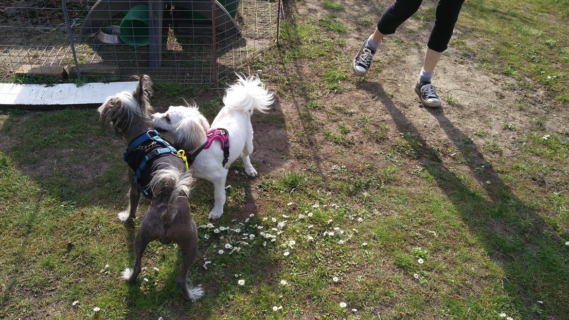 Chinese crested powder puff Claire Bennett  billede 7