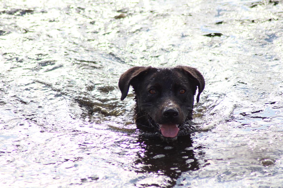 Labrador retriever Zorba IV  billede 4