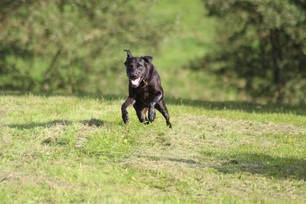 Labrador retriever Zorba IV  billede 5