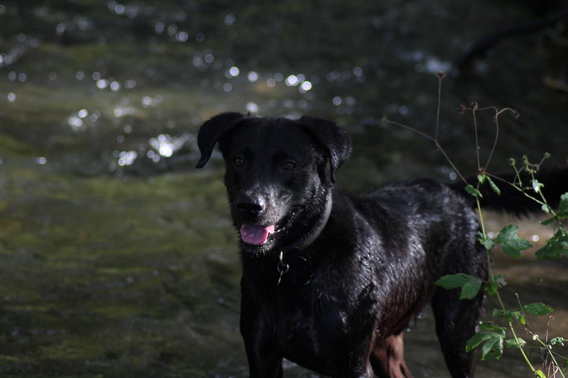 Labrador retriever Zorba IV  billede 7