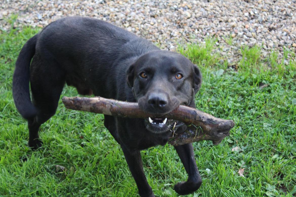 Labrador retriever Zorba IV  billede 13