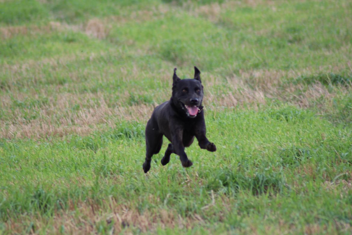 Labrador retriever Zorba IV  billede 15