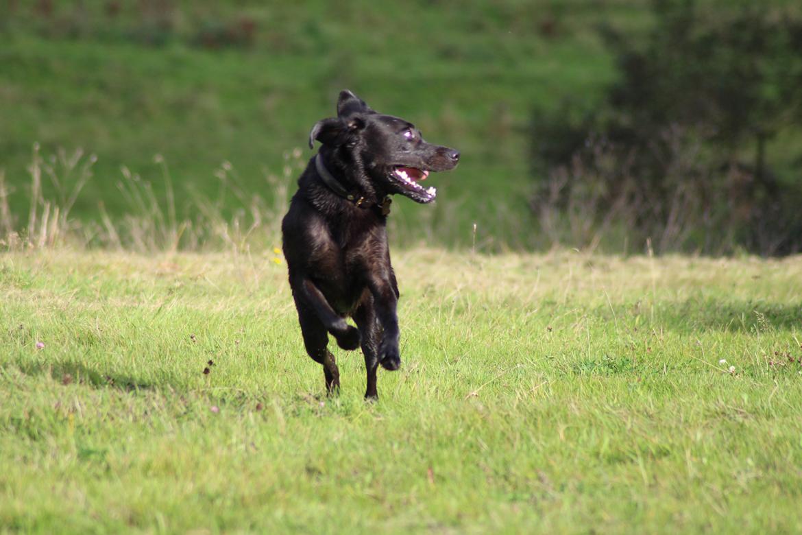 Labrador retriever Zorba IV  billede 16