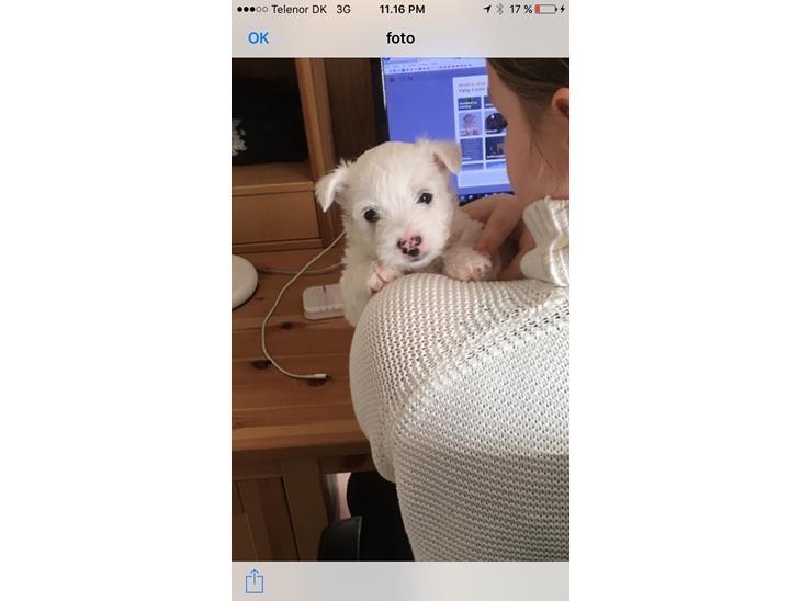 West highland white terrier La Grys New hope (Elia) billede 4