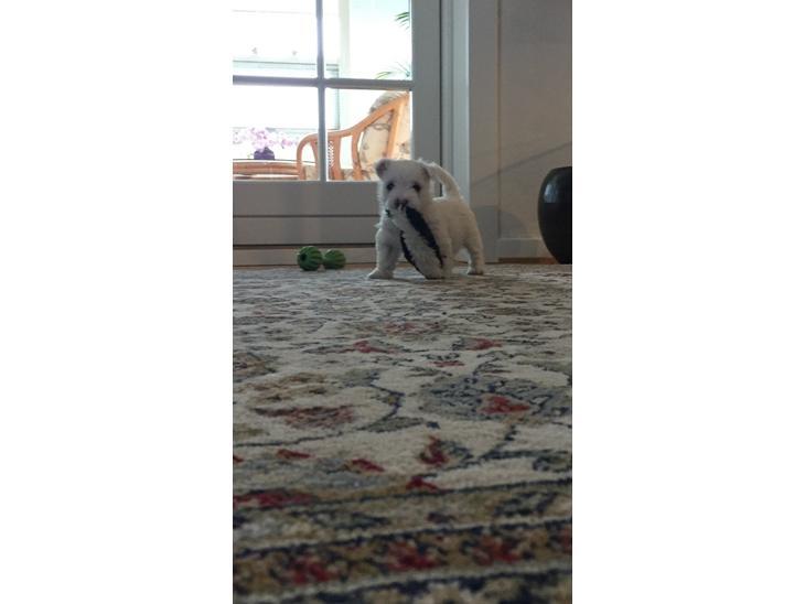 West highland white terrier La Grys New hope (Elia) billede 1