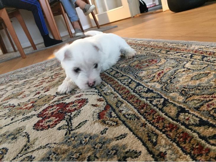 West highland white terrier La Grys New hope (Elia) billede 5