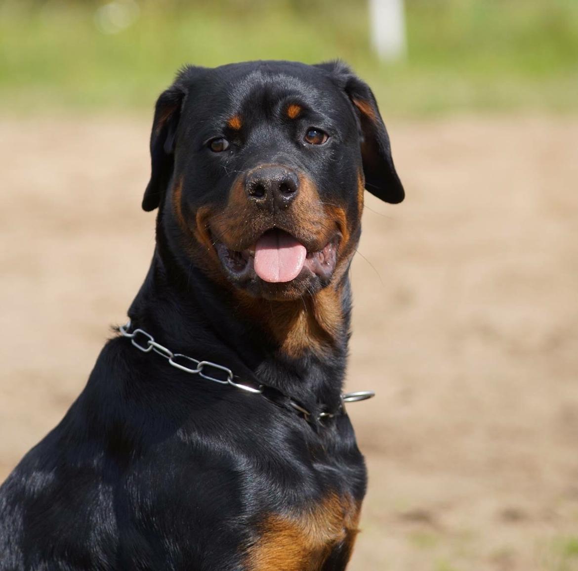 Rottweiler Bosco billede 34