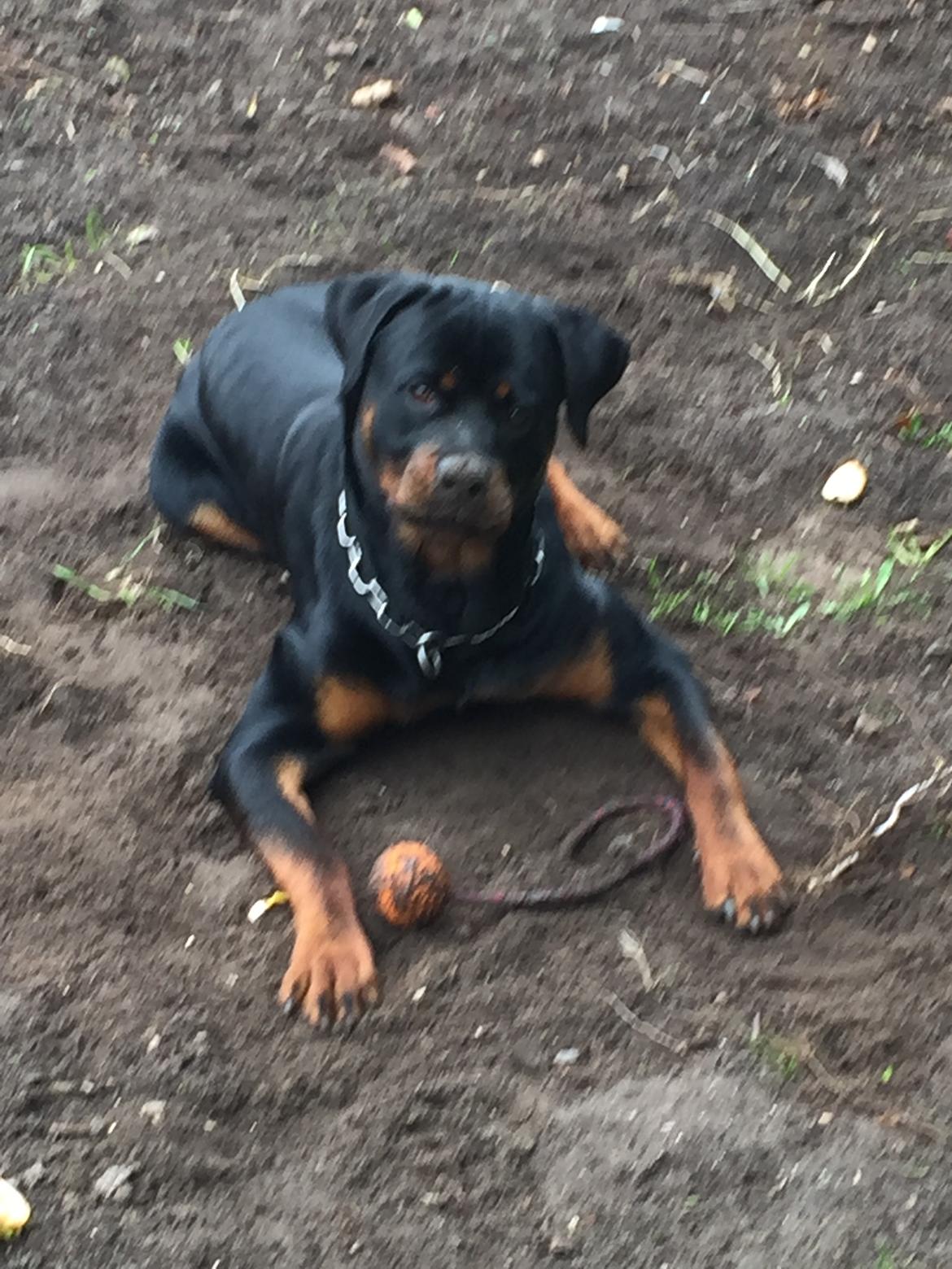 Rottweiler Bosco billede 37