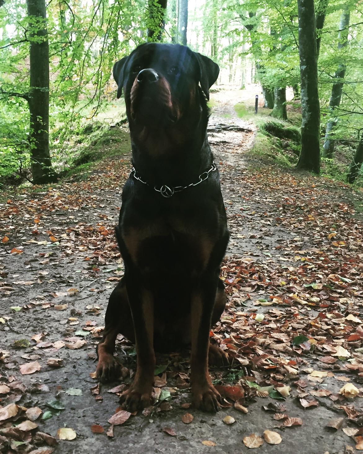 Rottweiler Bosco billede 36