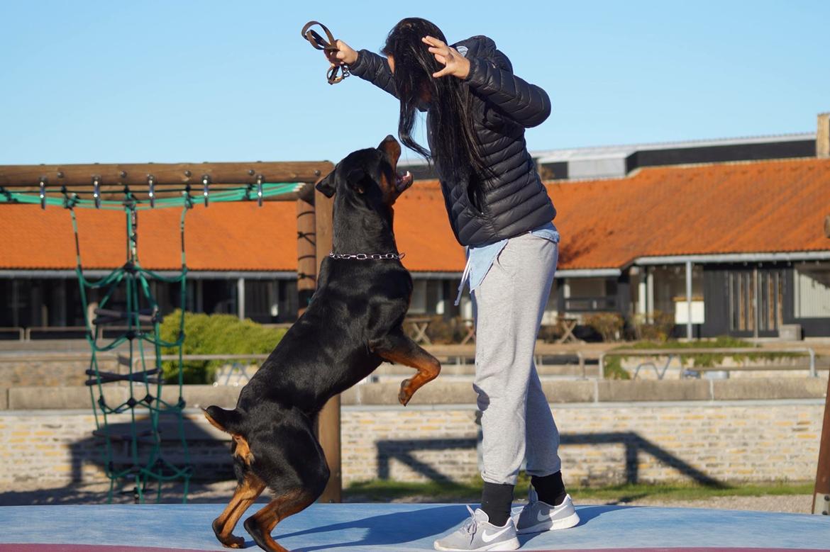 Rottweiler Bosco billede 38