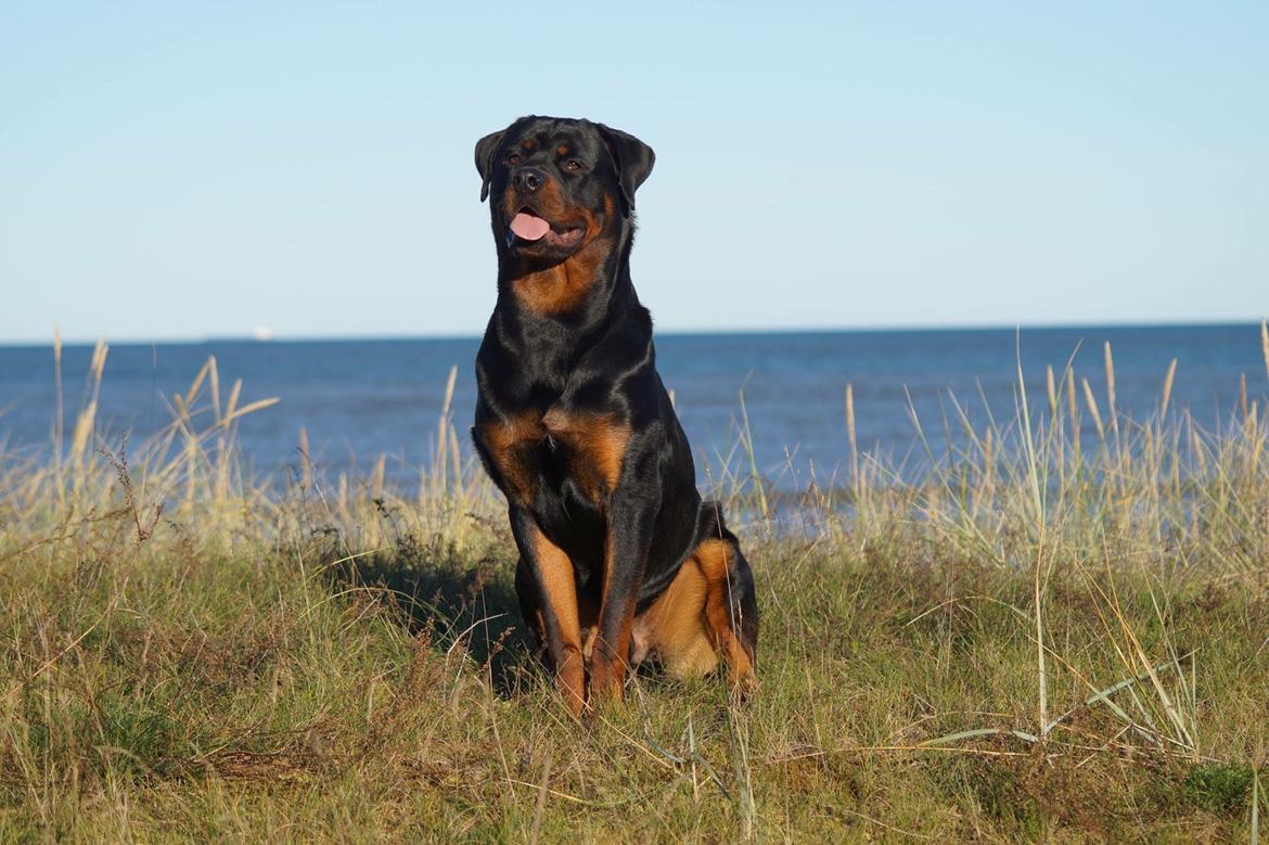 Rottweiler Bosco billede 39