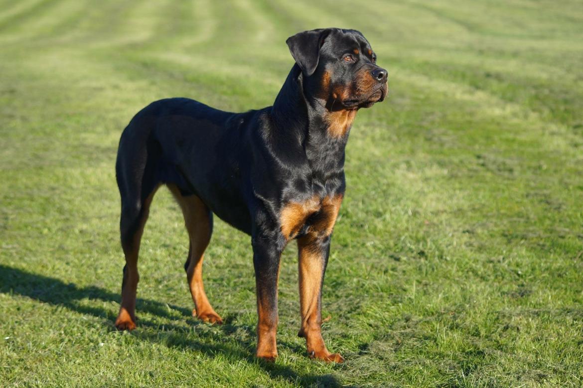 Rottweiler Bosco billede 40