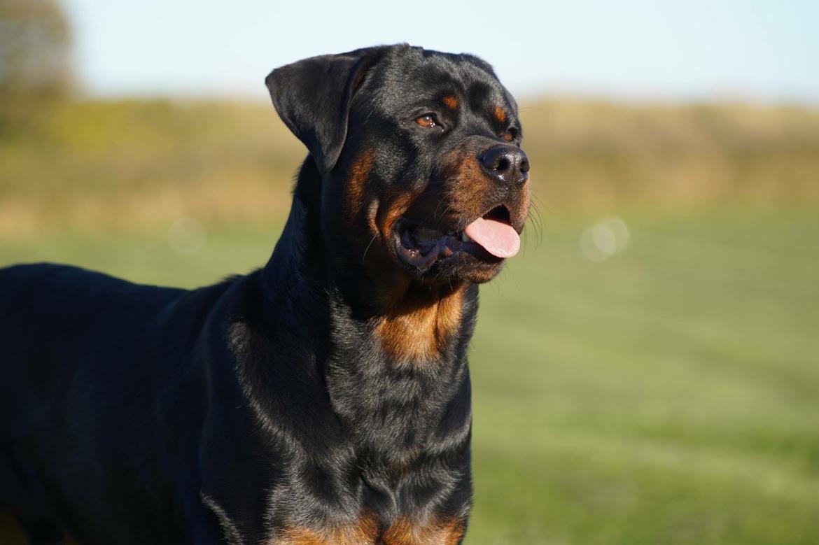 Rottweiler Bosco billede 41
