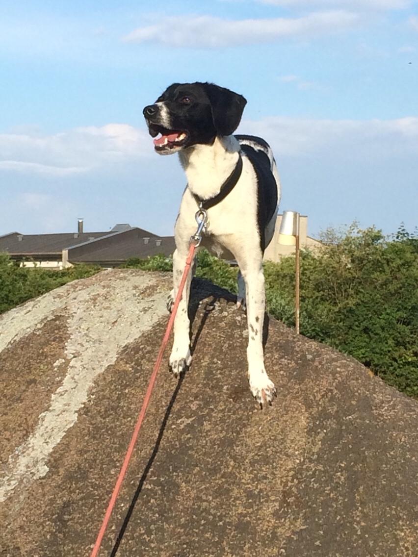 Blanding af racer Luca billede 9