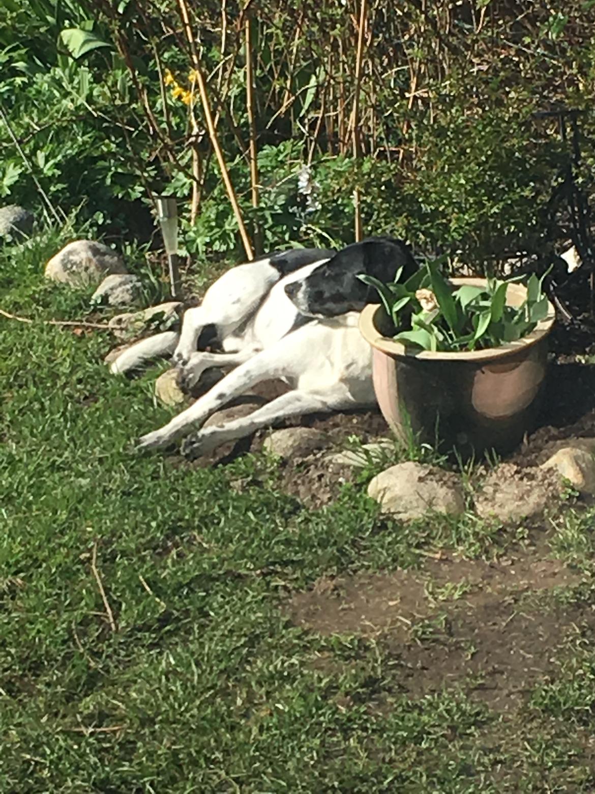 Blanding af racer Luca billede 11