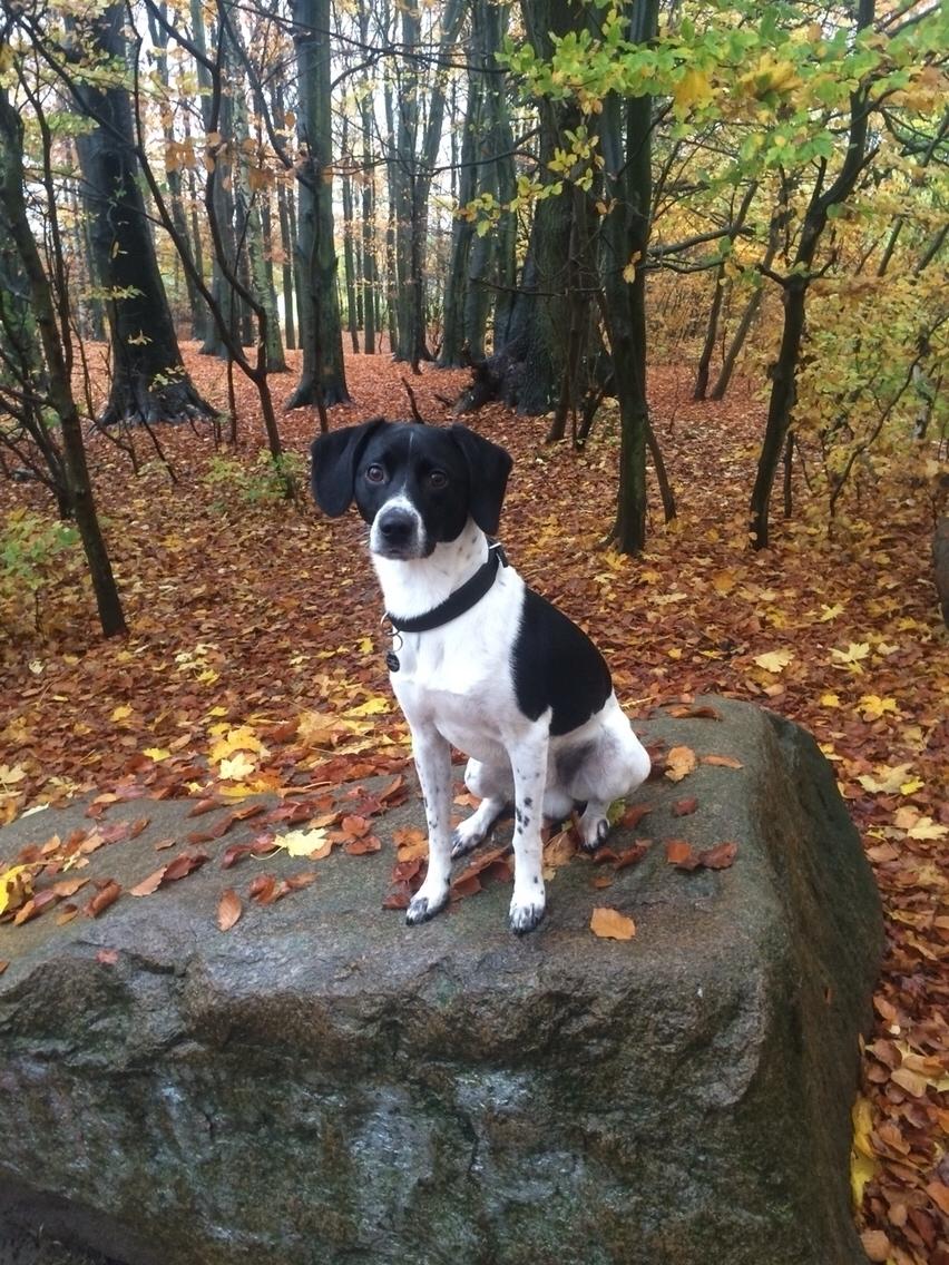 Blanding af racer Luca billede 10