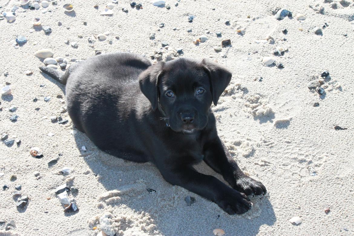 Labrador retriever Kenzo billede 15