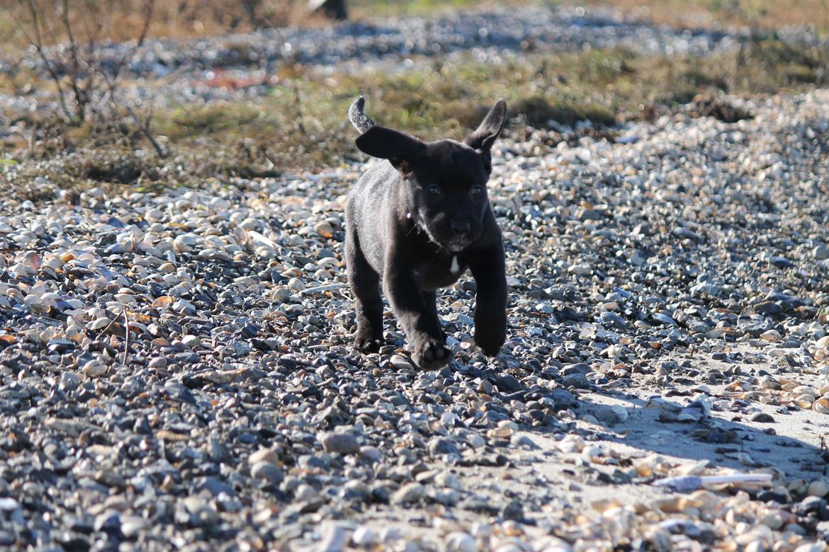Labrador retriever Kenzo billede 16