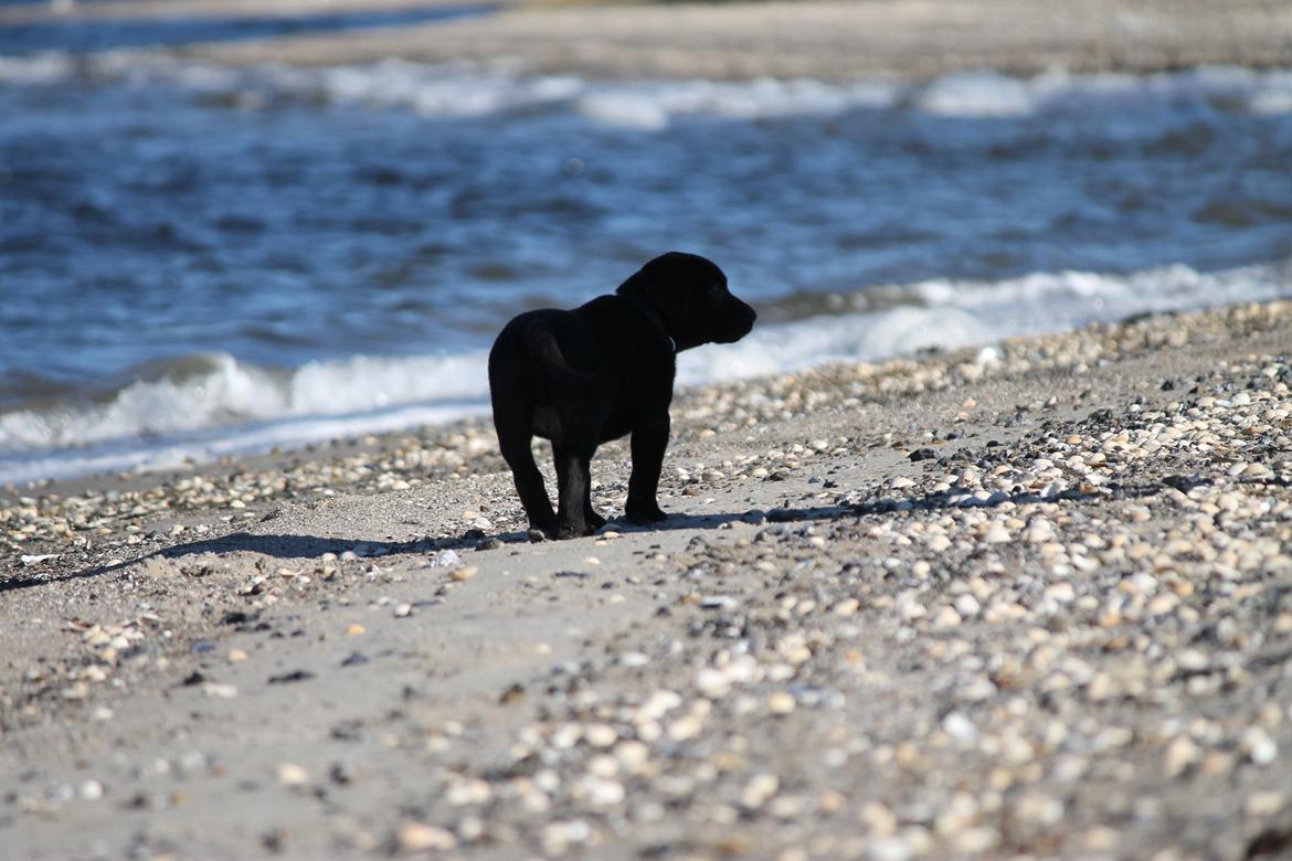 Labrador retriever Kenzo billede 17