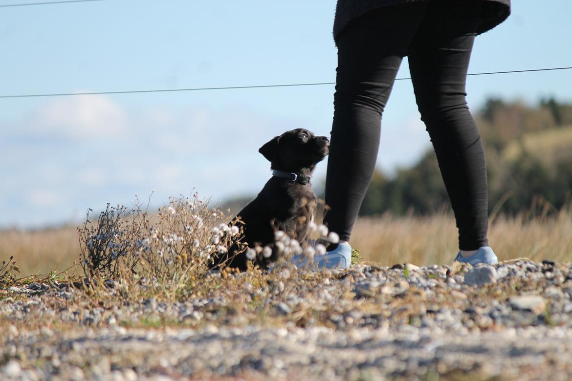 Labrador retriever Kenzo billede 18