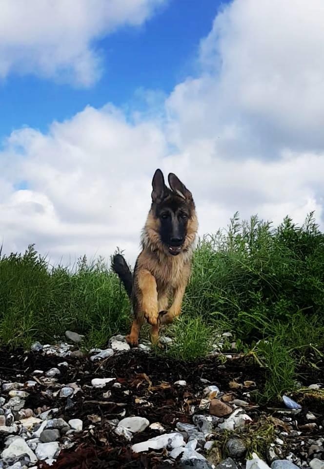 Schæferhund Lester Flokkenlund billede 8