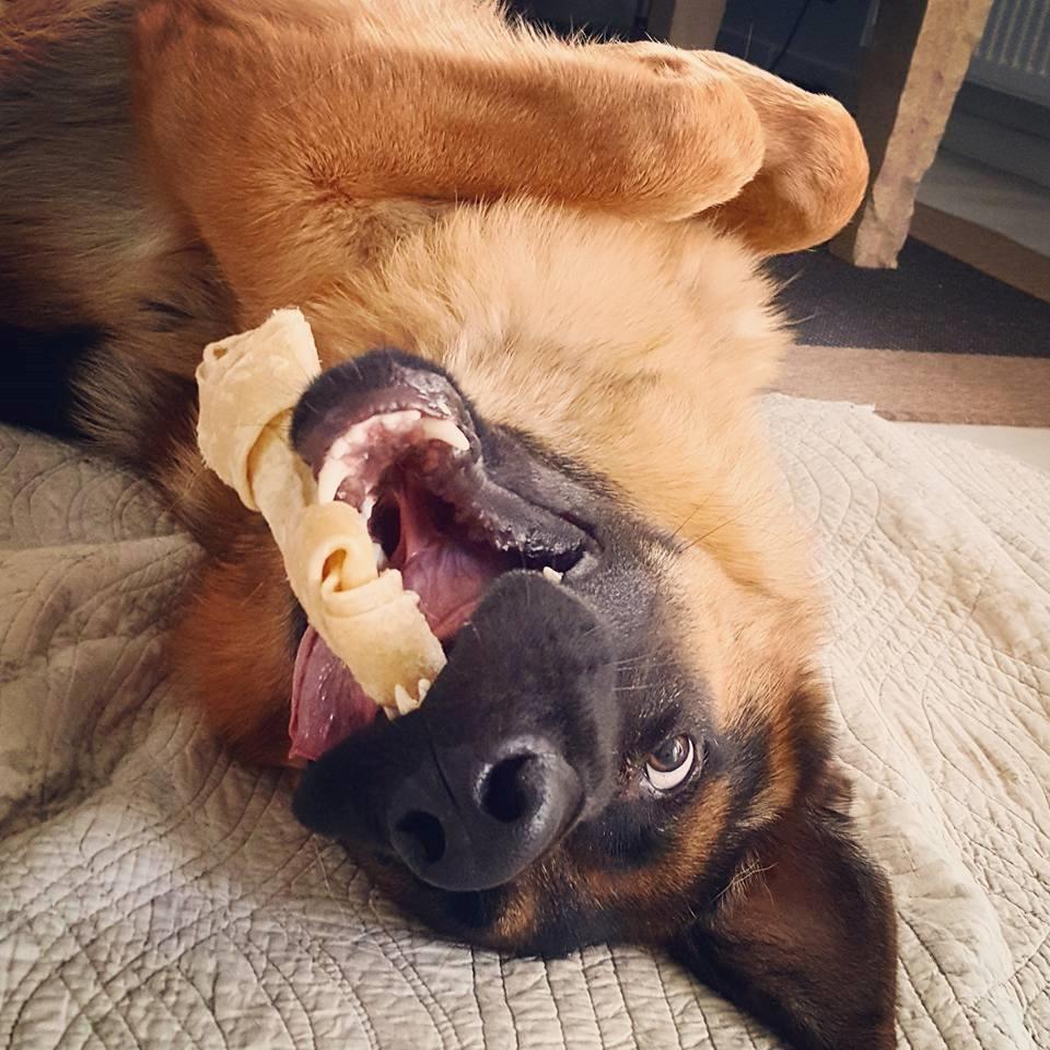 Schæferhund Lester Flokkenlund billede 9