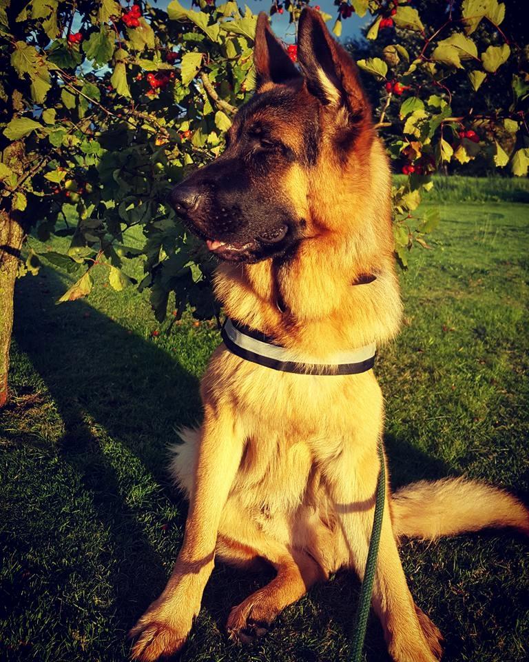 Schæferhund Lester Flokkenlund billede 11