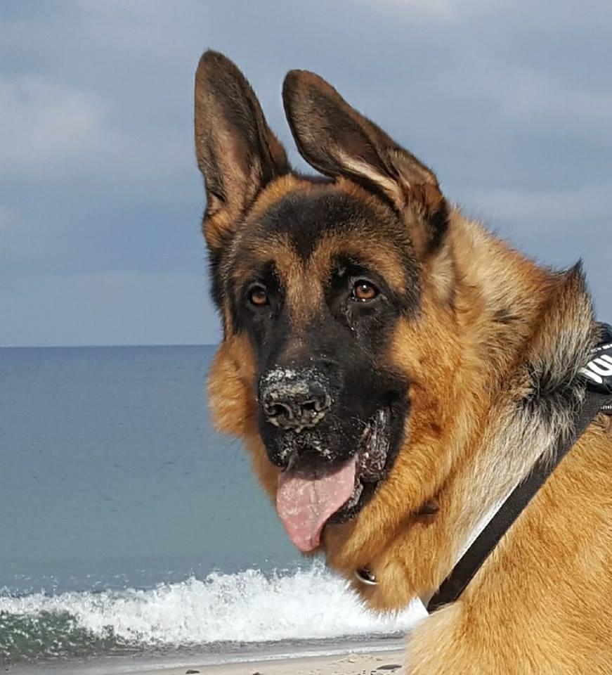 Schæferhund Lester Flokkenlund billede 13