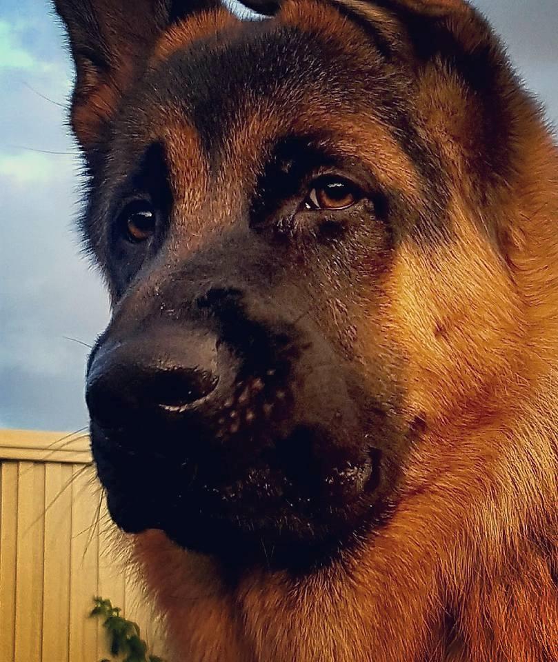 Schæferhund Lester Flokkenlund billede 10